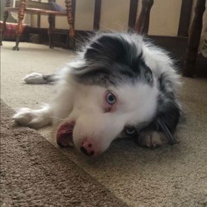 Meet your Posher, Bailey